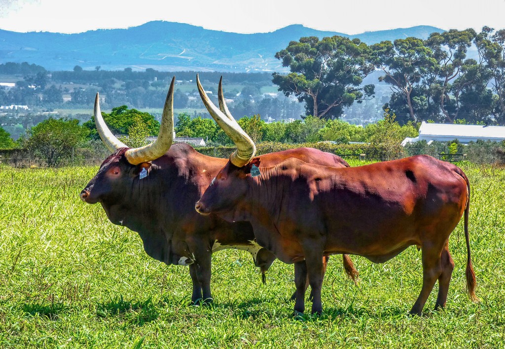 Ankole cattle by ludwigsdiana