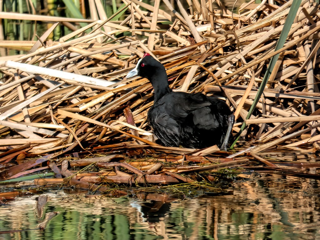 A Red Knobbed Coot by ludwigsdiana