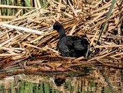 19th May 2019 - A Red Knobbed Coot