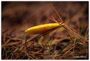 19th May 2019 - Forest Fungi...