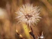 18th May 2019 - Dandelions... Made for Windy Days
