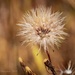 Dandelions... Made for Windy Days by elatedpixie
