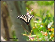 19th May 2019 - SwallowTail Butterfly and a little friend.
