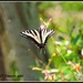 SwallowTail Butterfly and a little friend. by soylentgreenpics
