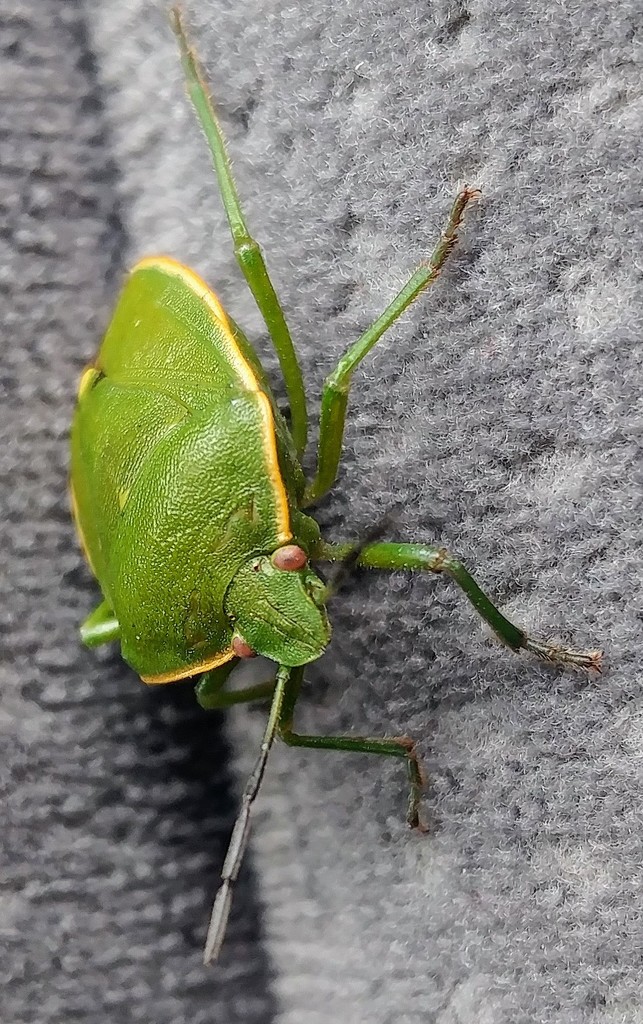 Leaf Bug by harbie