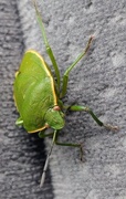 18th May 2019 - Leaf Bug