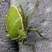 Leaf Bug by harbie