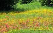 5th May 2019 - Field of wildflowers 2