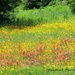 Field of wildflowers 2 by grannysue