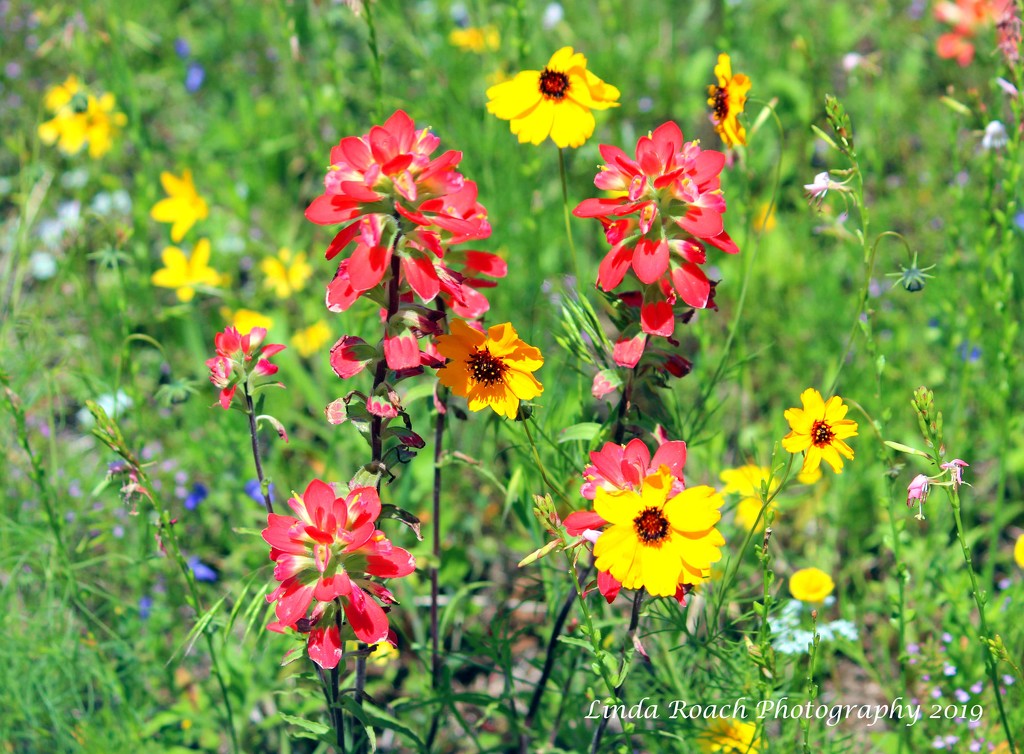 Beautiful wildflowers by grannysue