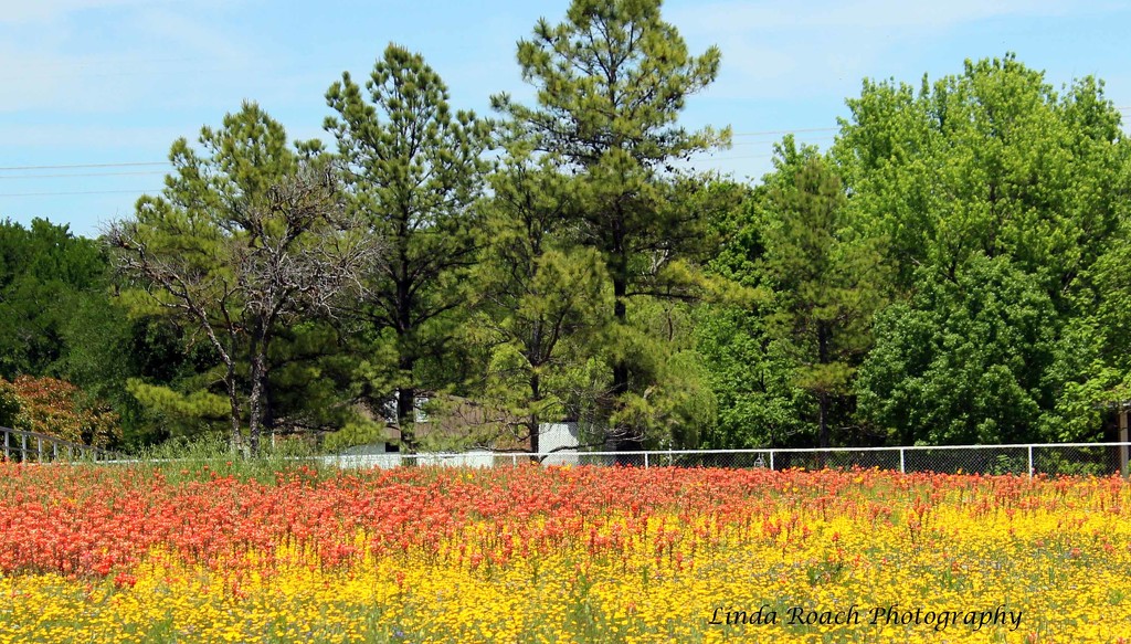 Red and yellow wildflowers 2 by grannysue