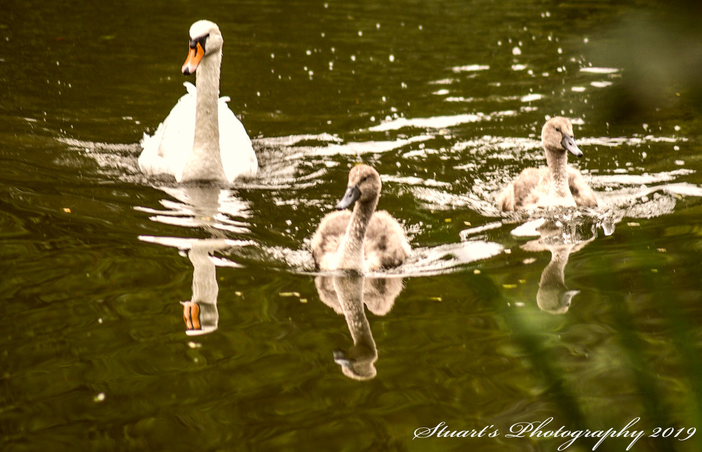 Swan and young by stuart46