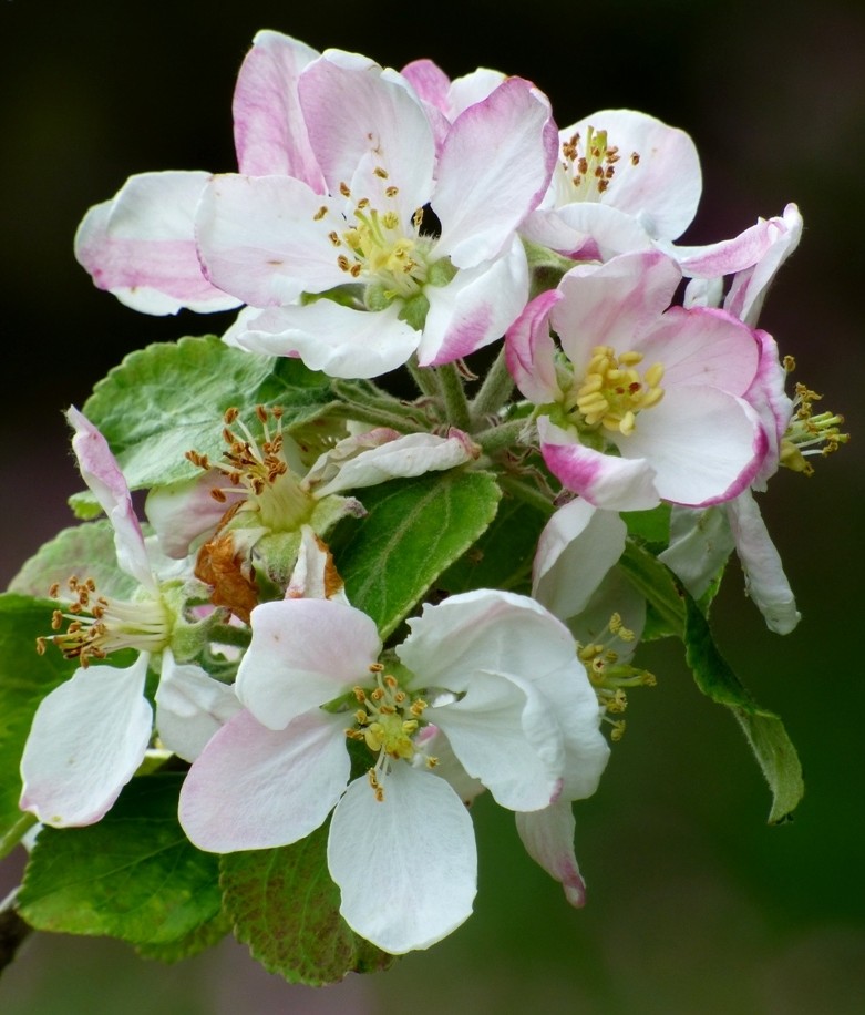 Apple Blossom by fishers