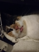 12th May 2019 - Derp cat