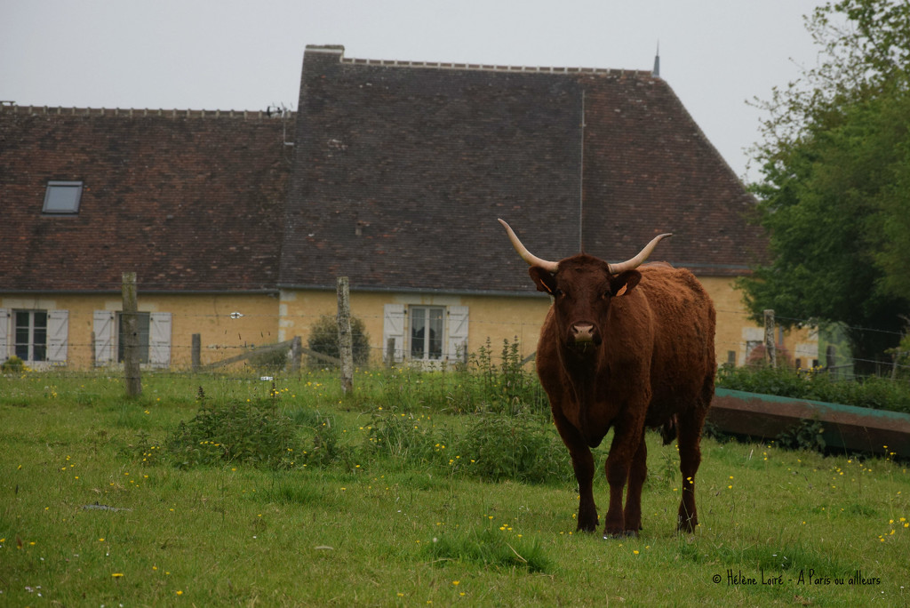 cow by parisouailleurs