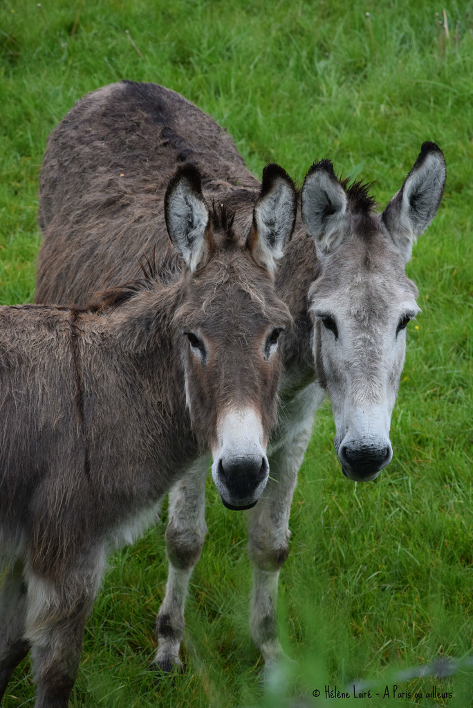 donkeys by parisouailleurs