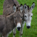 donkeys by parisouailleurs