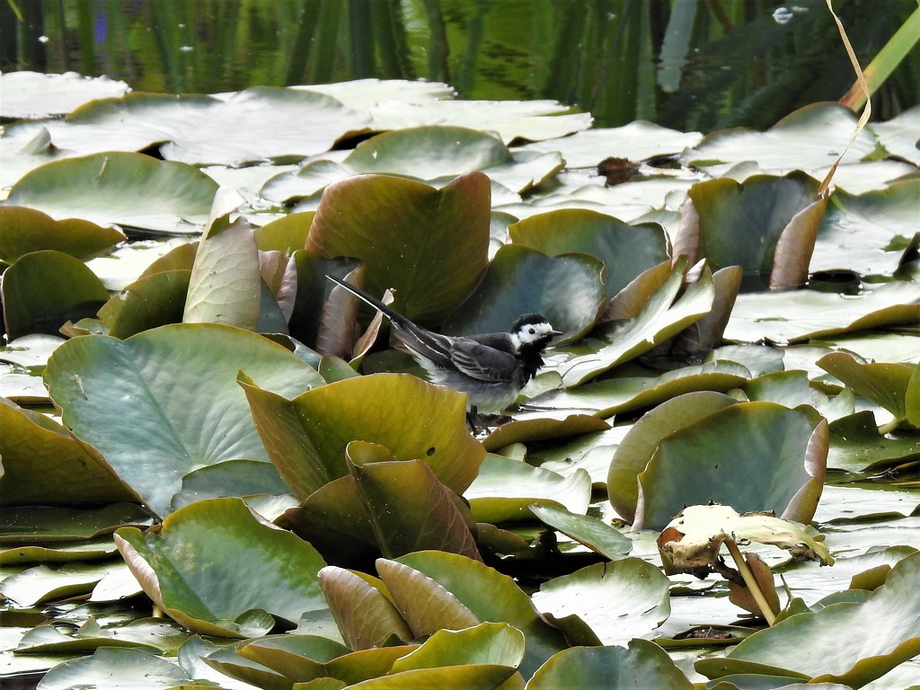  Pied Wagtail among the Lily Pads  by susiemc
