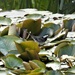  Pied Wagtail among the Lily Pads  by susiemc
