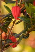 19th May 2019 - Crinodendron-hookerianum tree................