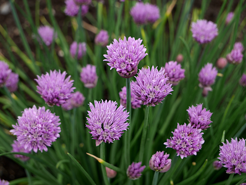 Chive Blossoms by gq