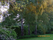 19th May 2019 - The silver birch trees in the garden