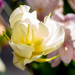 Tulip by dianen