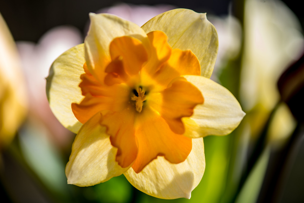 Daffodil by dianen