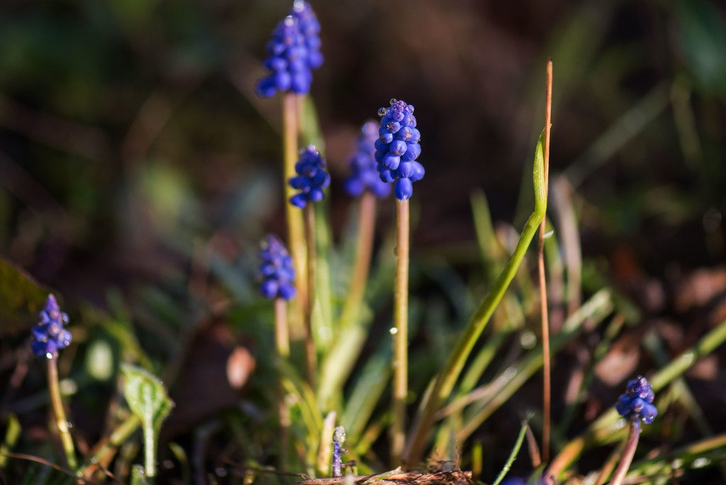 Hyacinth by dianen