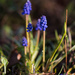 Hyacinth by dianen