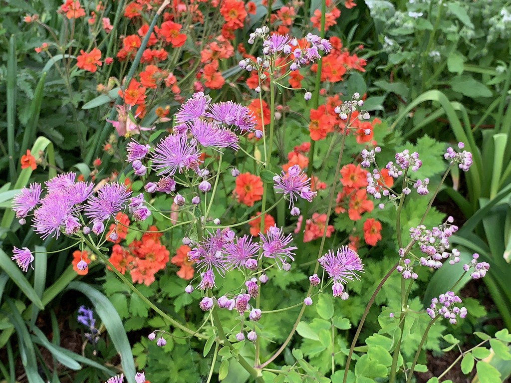 Thalictrum and Geum by 365projectmaxine