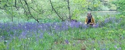 19th May 2019 - Bluebells at Fyvie Castle 