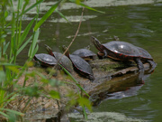 19th May 2019 - painted turtles