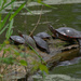 painted turtles by rminer