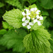 Jack-in-the-Hedge or garlic mustard by shannejw