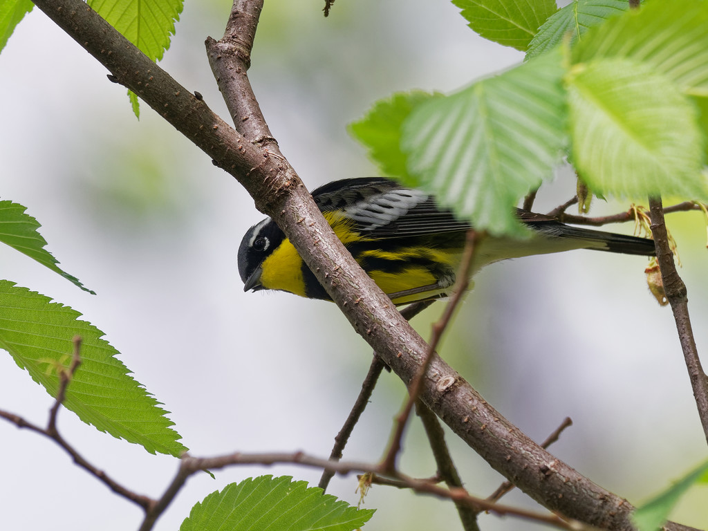 yellow throated warbler by rminer