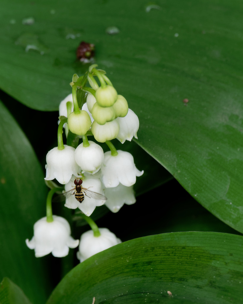 lily of the valley with hoverfly by rminer