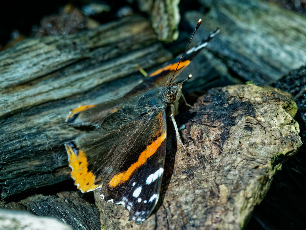 red admiral butterfly by rminer