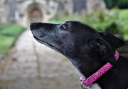 19th May 2019 - Ruby at St. Marys (vintage Helios 44M-4 58mm f2)