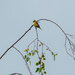 Female Lesser Goldfinch by nicoleweg