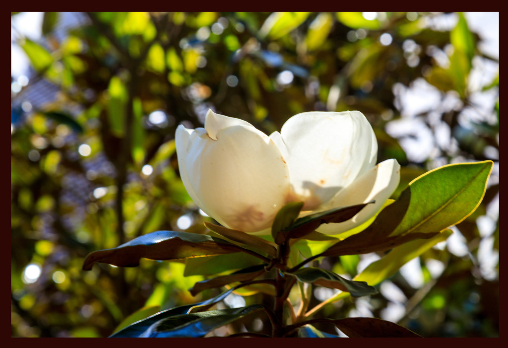 Magnolia Blossom by hjbenson