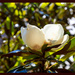 Magnolia Blossom by hjbenson
