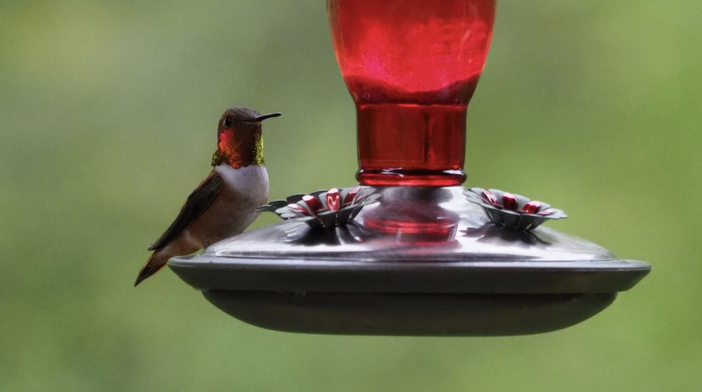 hummingbird by jand