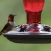 hummingbird by jand