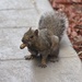 squirrel by jand