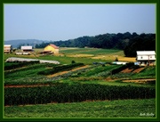 28th Apr 2019 - Lush Farms In Amish County