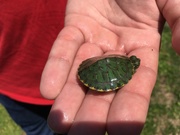 19th May 2019 - baby turtle
