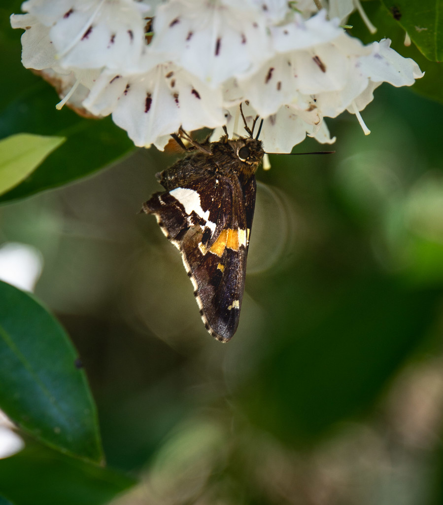 Moth on Mountain Laurel by randystreat