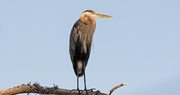 19th May 2019 - Blue Heron Taking a Break From Food Hunting!