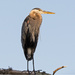 Blue Heron Taking a Break From Food Hunting! by rickster549